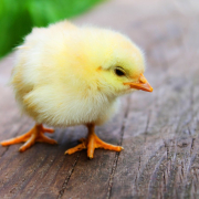 bird, chicks, baby chicken