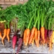 carrot-carrots-produce-stockpack-pixabay.jpg carrot, carrots, produce