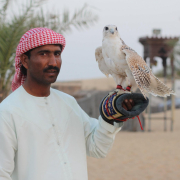 desert-safari-falconry-falcon-stockpack-pixabay.jpg desert safari, falconry, falcon