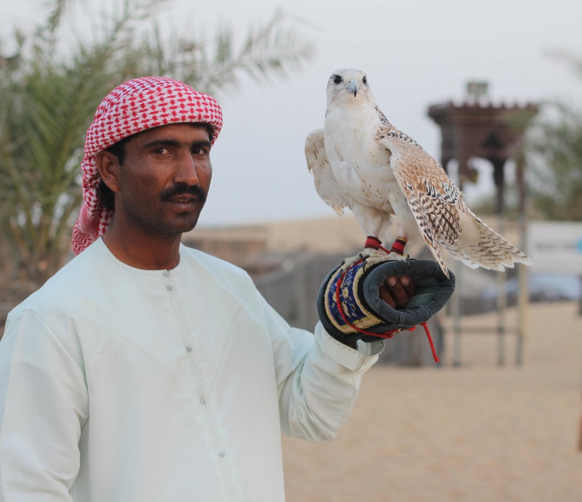 desert-safari-falconry-falcon-stockpack-pixabay.jpg desert safari, falconry, falcon
