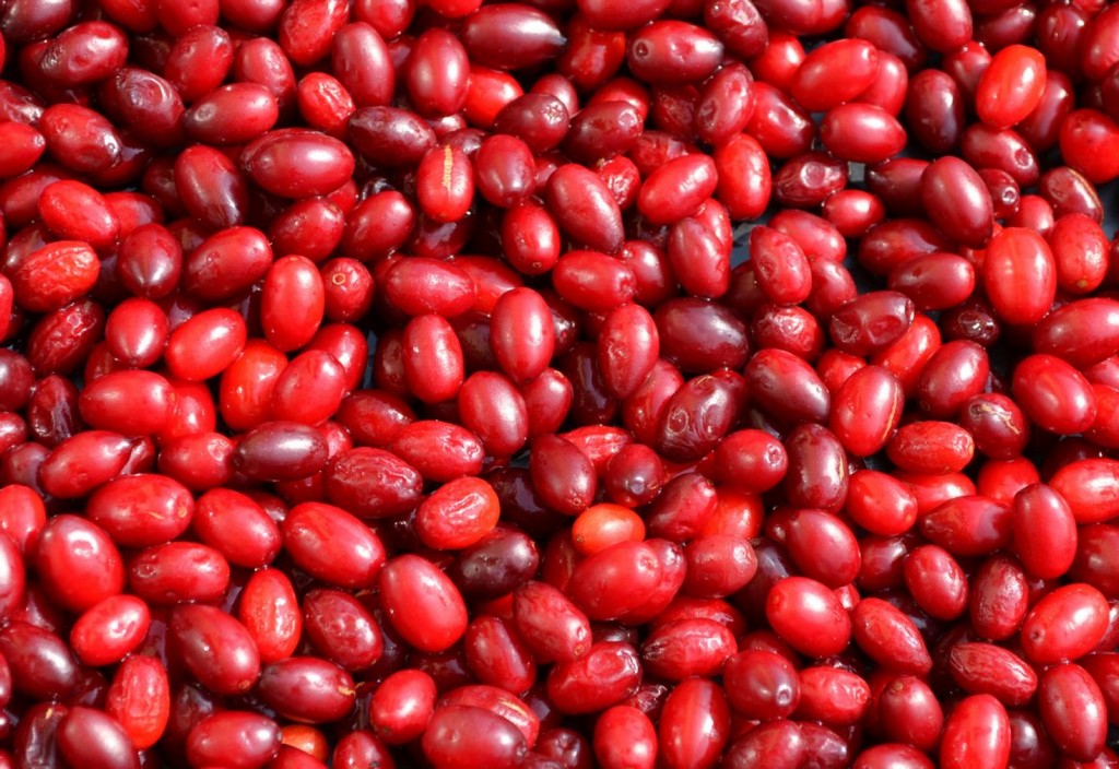 dogwood-fruit-vitamins-stockpack-pixabay.jpg dogwood, fruit, vitamins
