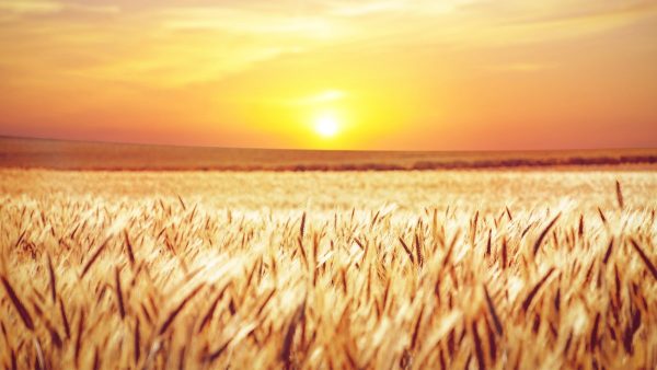 field, sunset, cornfield