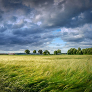 grain-cereals-field-stockpack-pixabay.jpg grain, cereals, field