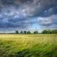 grain-cereals-field-stockpack-pixabay.jpg grain, cereals, field