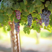 grapes, vines, grapevines