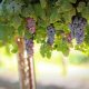 grapes, vines, grapevines