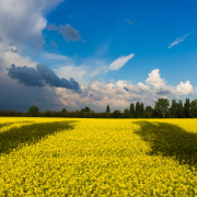 green-field-under-white-and-blue-clouds-during-daytime-stockpack-pexels.jpg Green field under white and blue clouds during daytime