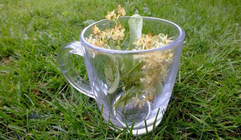 herbs, herbal tea, linden flowers