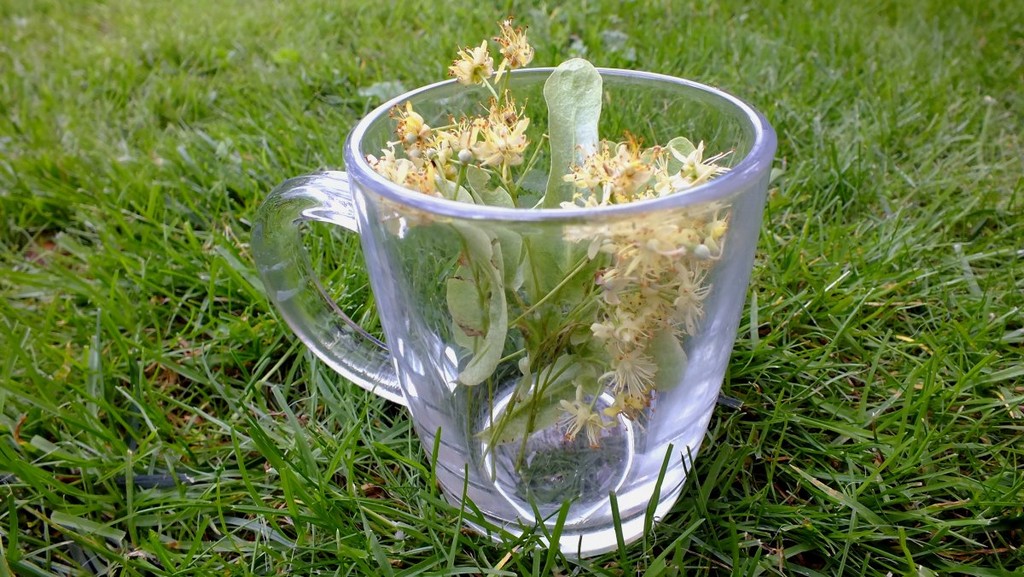 herbs-herbal-tea-linden-flowers-stockpack-pixabay.jpg herbs, herbal tea, linden flowers