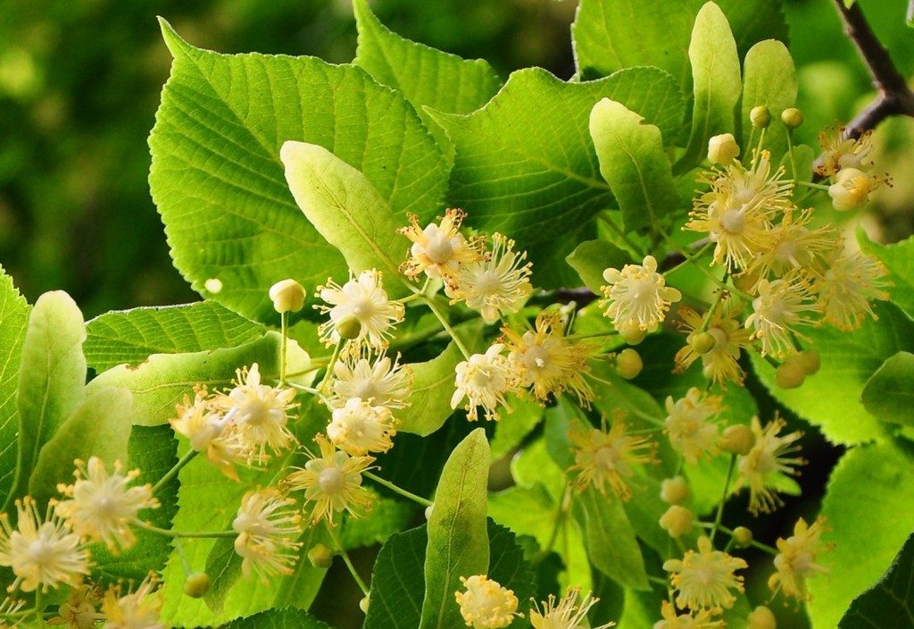 linden-tiny-leaves-herb-stockpack-pixabay.jpg linden, tiny leaves, herb