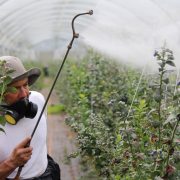 man-fumigating-the-plants-stockpack-pexels.jpg Man fumigating the plants