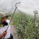 Man fumigating the plants