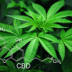 marijuana-leaves-cannabis-stockpack-pixabay.jpg marijuana, leaves, cannabis