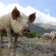 pig, sow, domestic pig