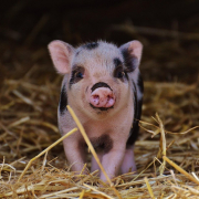 piggy-wildpark-poing-infant-stockpack-pixabay.jpg piggy, wildpark poing, infant
