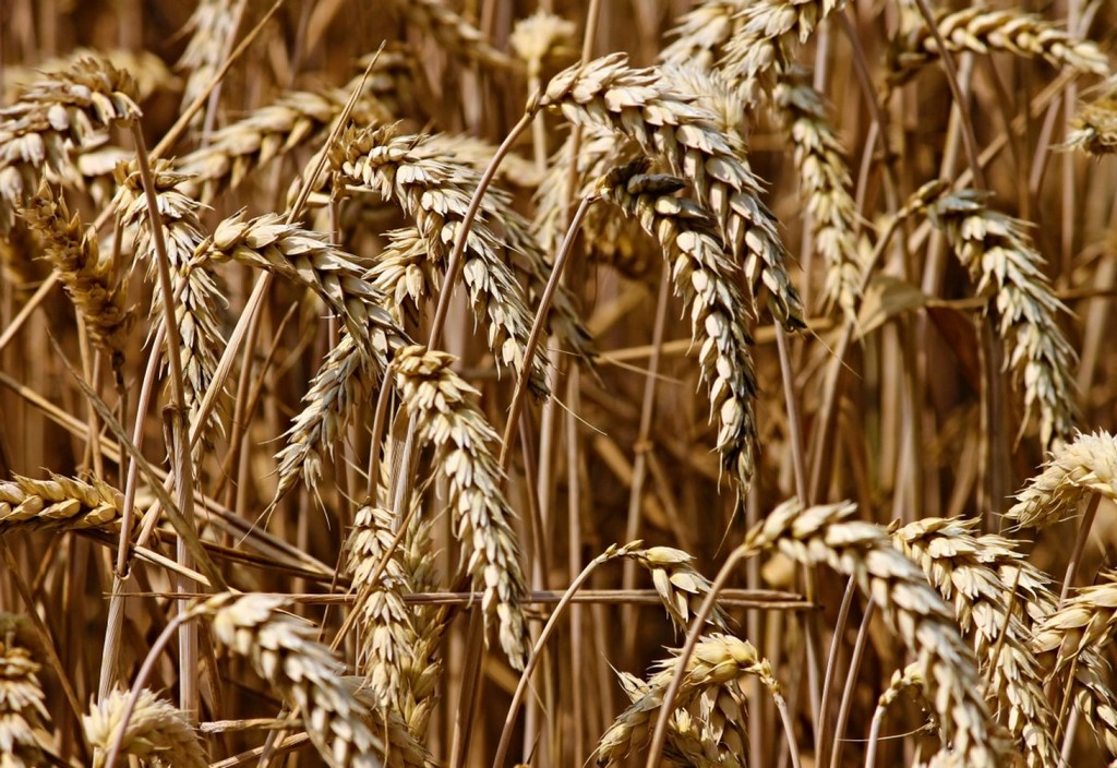 wheat-field-cereals-stockpack-pixabay.jpg wheat, field, cereals