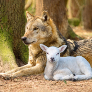 wolf-lamb-forest-stockpack-pixabay.jpg wolf, lamb, forest