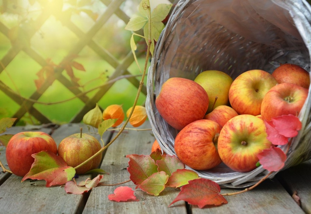apples-leaves-fall-stockpack-pixabay.jpg apples, leaves, fall