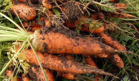 carrot, vegetable garden, plant