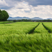field-agriculture-track-stockpack-pixabay.jpg field, agriculture, track