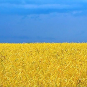 grau ucraina Grau Ucraina