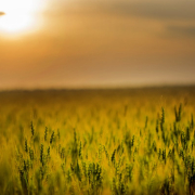 green-field-during-sunset-stockpack-pexels.jpg Green field during sunset