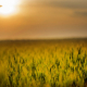 green-field-during-sunset-stockpack-pexels.jpg Green field during sunset
