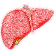 liver-hepatic-organ-stockpack-pixabay.png liver, hepatic, organ