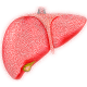 liver-hepatic-organ-stockpack-pixabay.png liver, hepatic, organ
