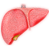 liver, hepatic, organ