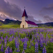 Lupin Islanda