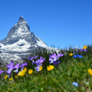 mountains-snow-flowers-stockpack-pixabay.jpg mountains, snow, flowers