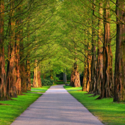 pathway-park-trees-stockpack-pixabay.jpg pathway, park, trees