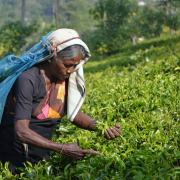 picking-tea-leaves-stockpack-unsplash.jpg Picking Tea Leaves