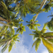 trees-summer-beach-stockpack-pixabay.jpg trees, summer, beach