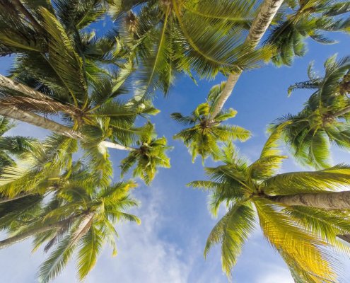 trees-summer-beach-stockpack-pixabay.jpg trees, summer, beach