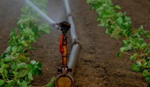 water sprinkler, irrigation, field