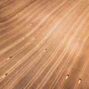 wheat-fields-stockpack-unsplash.jpg wheat fields