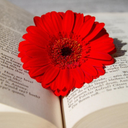 a book, open book, read