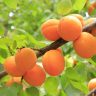 apricots, apricot tree, fruit