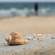 black-sea-sea-side-shell-sea-shell-sand-wallpapaper-stockpack-unsplash.jpg black sea, sea side, shell, sea shell, sand wallpapaper