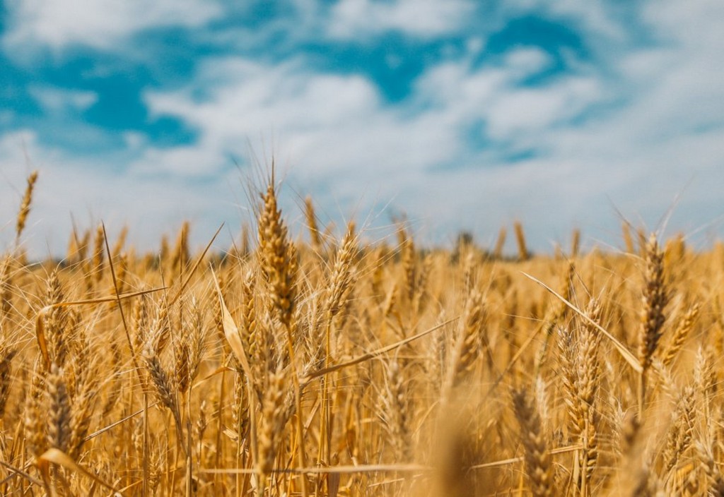 Boundless fields of wheat in the east of Ukraine