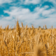boundless-fields-of-wheat-in-the-east-of-ukraine-stockpack-unsplash.jpg Boundless fields of wheat in the east of Ukraine
