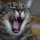 cat, animal, mammal