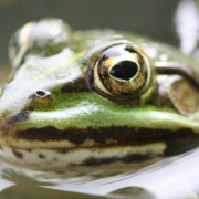 closeup-photo-of-green-forg-stockpack-unsplash.jpg closeup photo of green forg