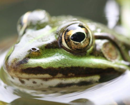 closeup-photo-of-green-forg-stockpack-unsplash.jpg closeup photo of green forg