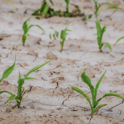 cornfield-dry-field-stockpack-pixabay.jpg cornfield, dry, field