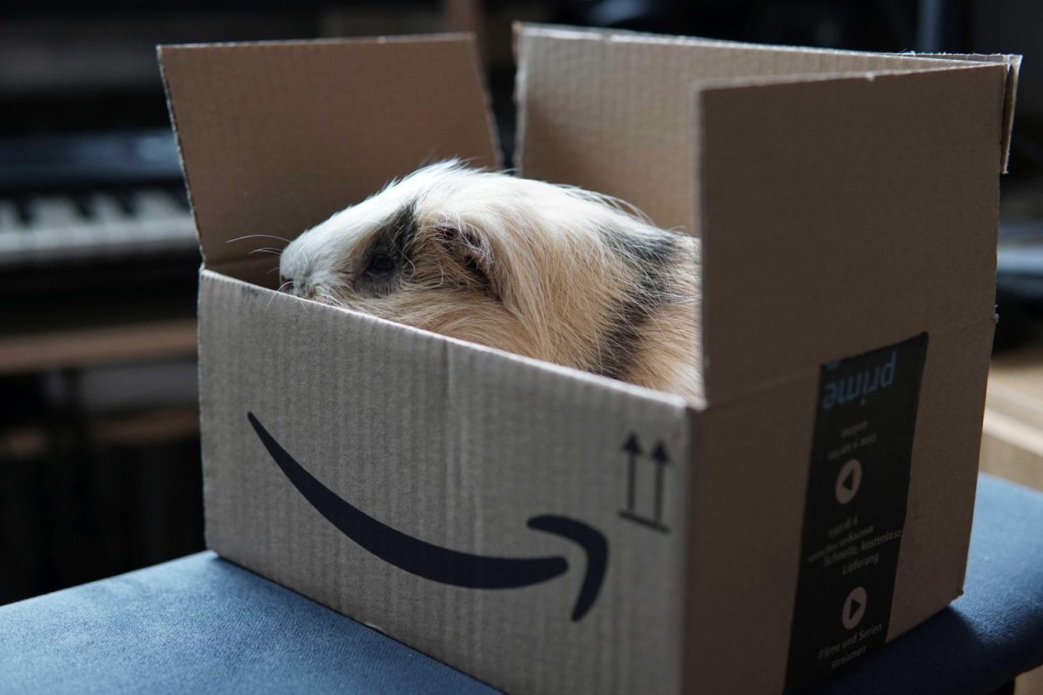 guinea pig, amazon, delivery