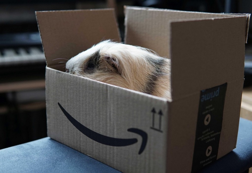 guinea-pig-amazon-delivery-stockpack-pixabay.jpg guinea pig, amazon, delivery