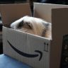 guinea pig, amazon, delivery
